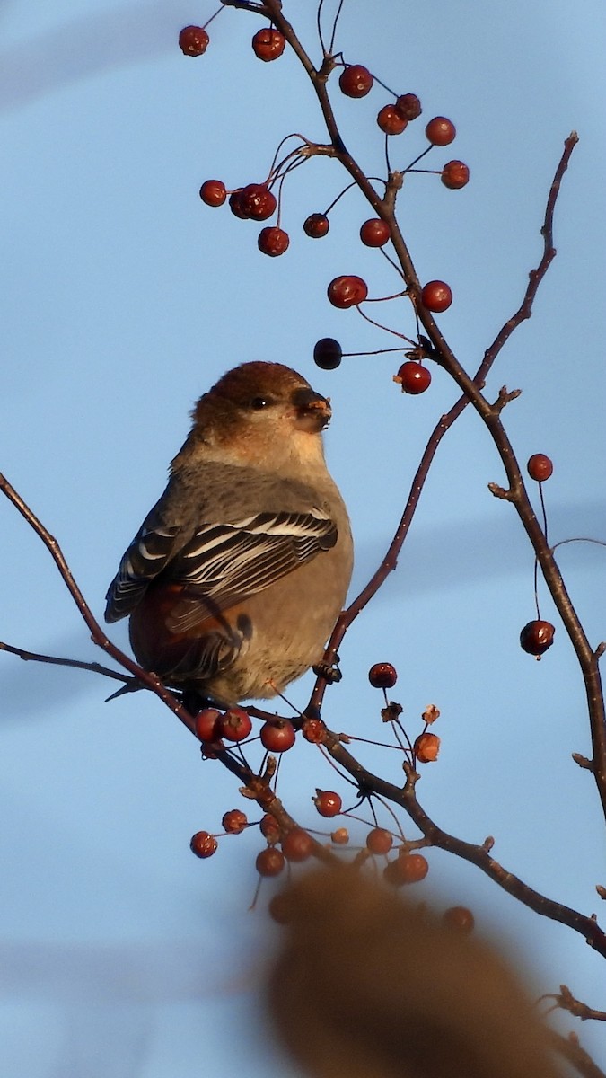 Tayga Çütresi - ML645298774