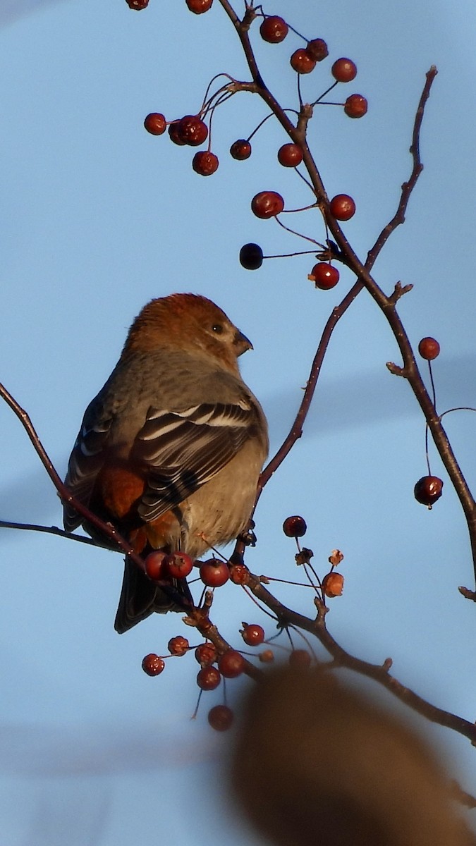 Tayga Çütresi - ML645298775