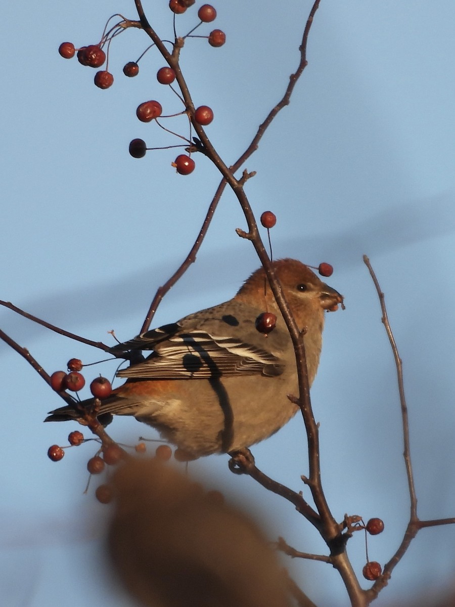 Tayga Çütresi - ML645298776