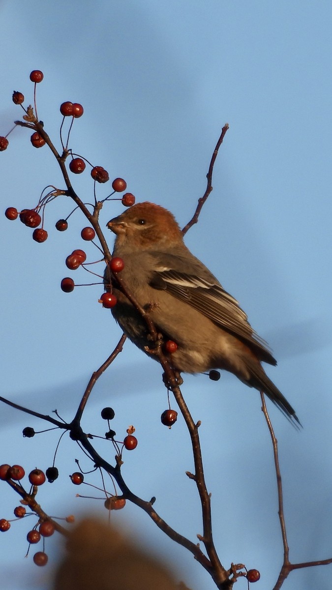 Tayga Çütresi - ML645298777
