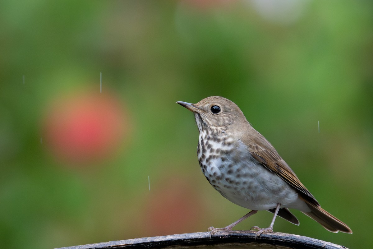 Grive solitaire - ML645298780