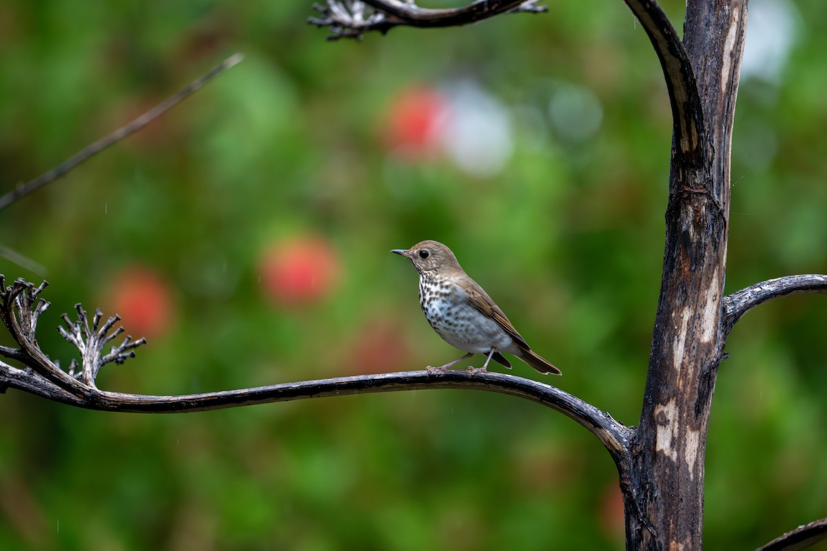 Grive solitaire - ML645298781