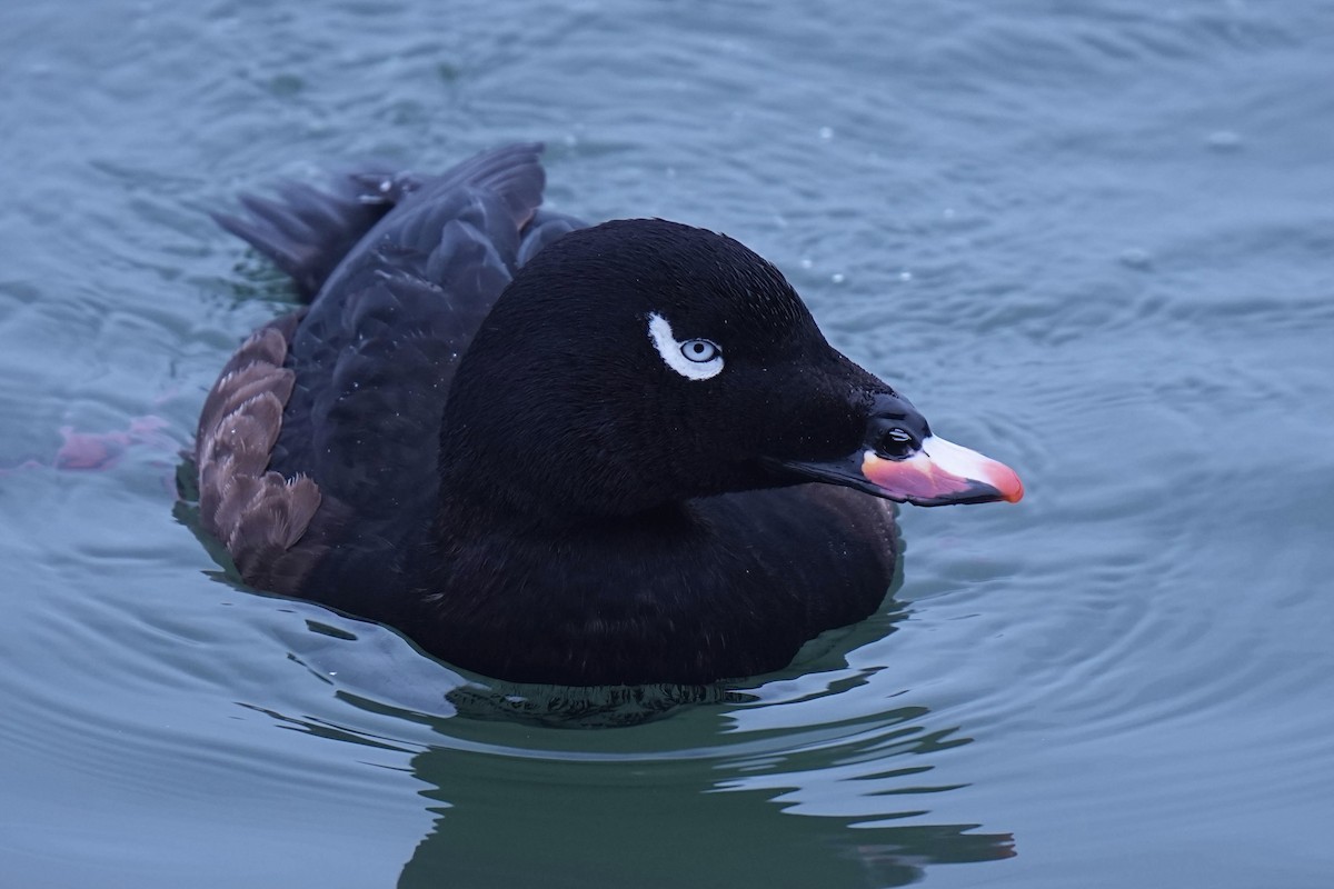 White-winged Scoter - ML645298782