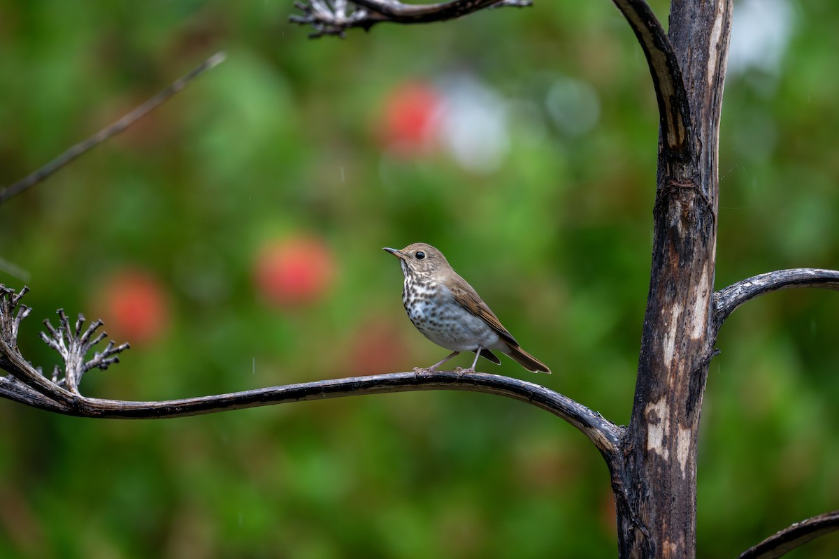 Grive solitaire - ML645298783