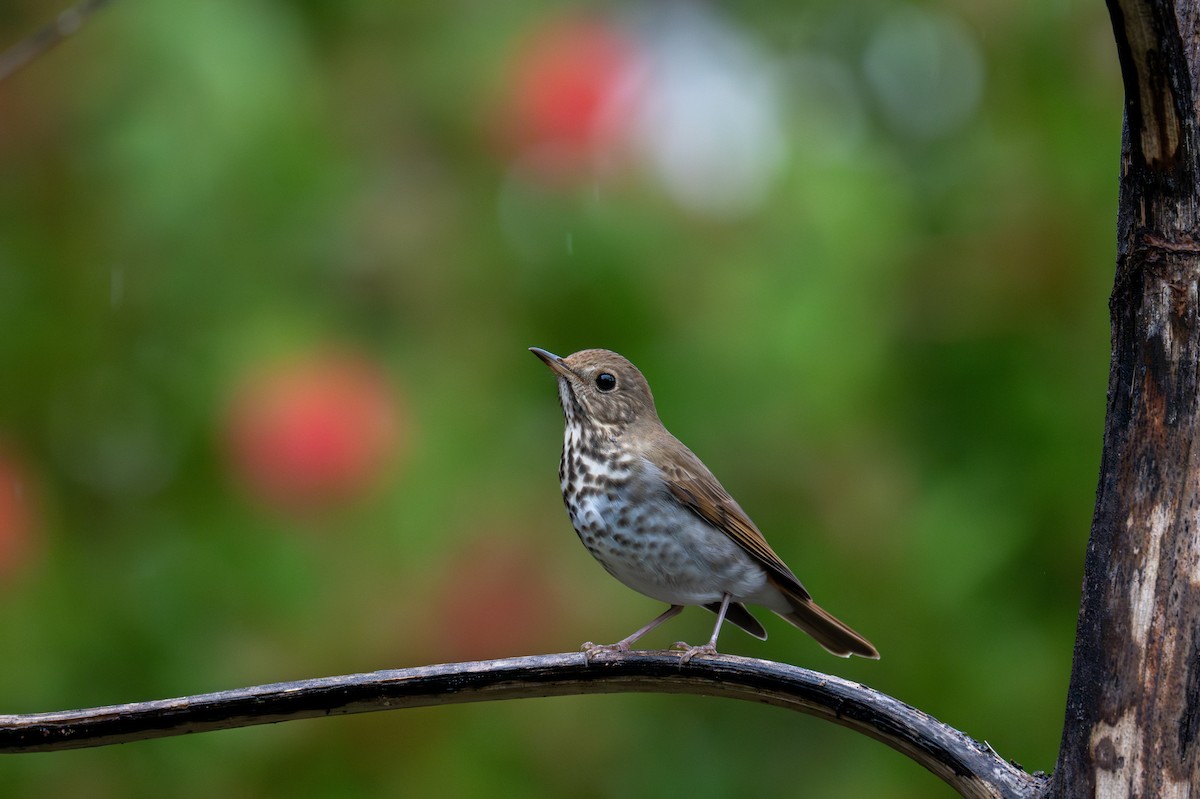 Grive solitaire - ML645298785