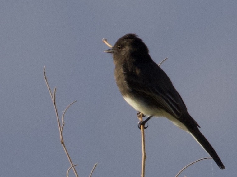 Black Phoebe - ML645298801