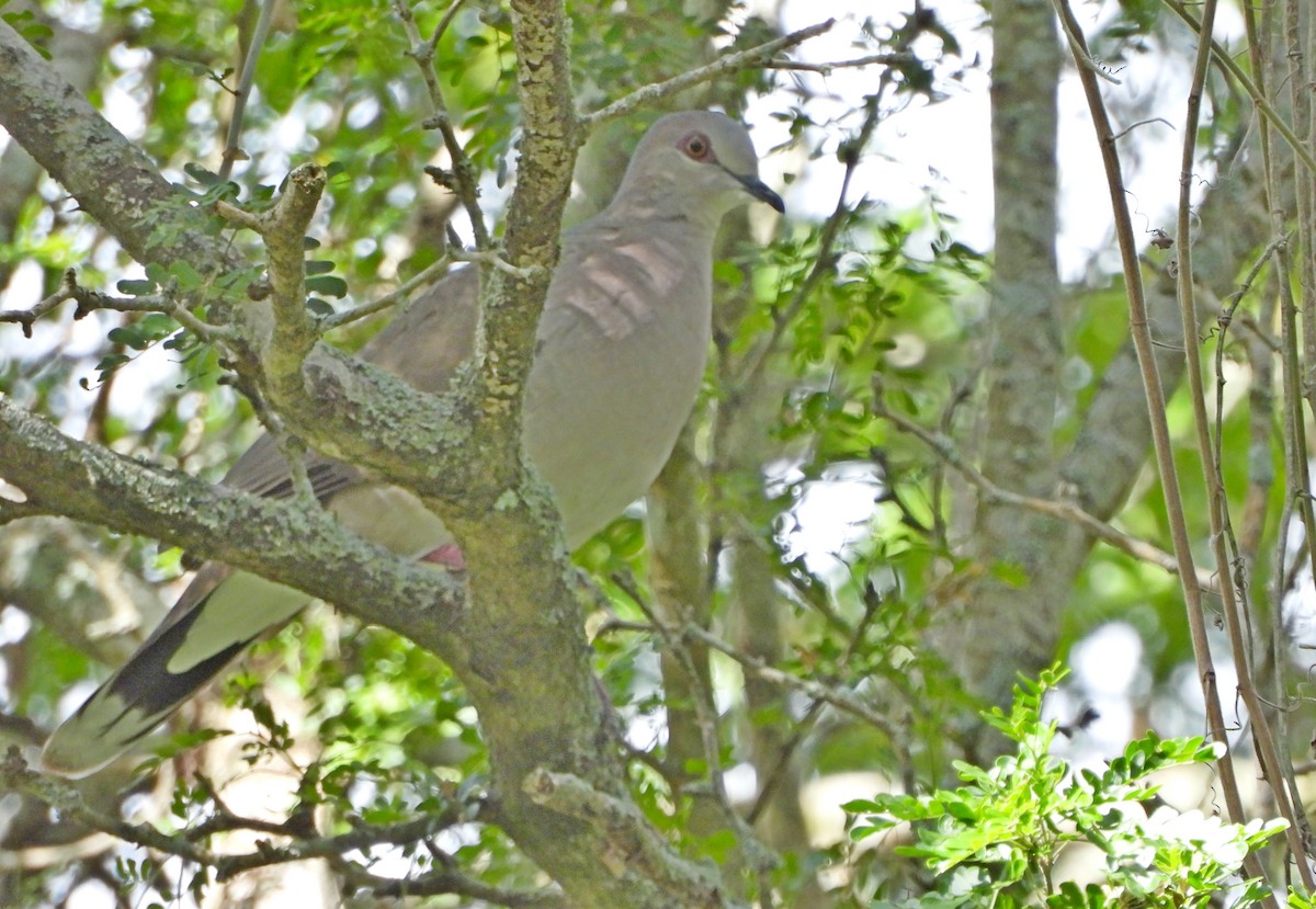 White-tipped Dove - ML645298811