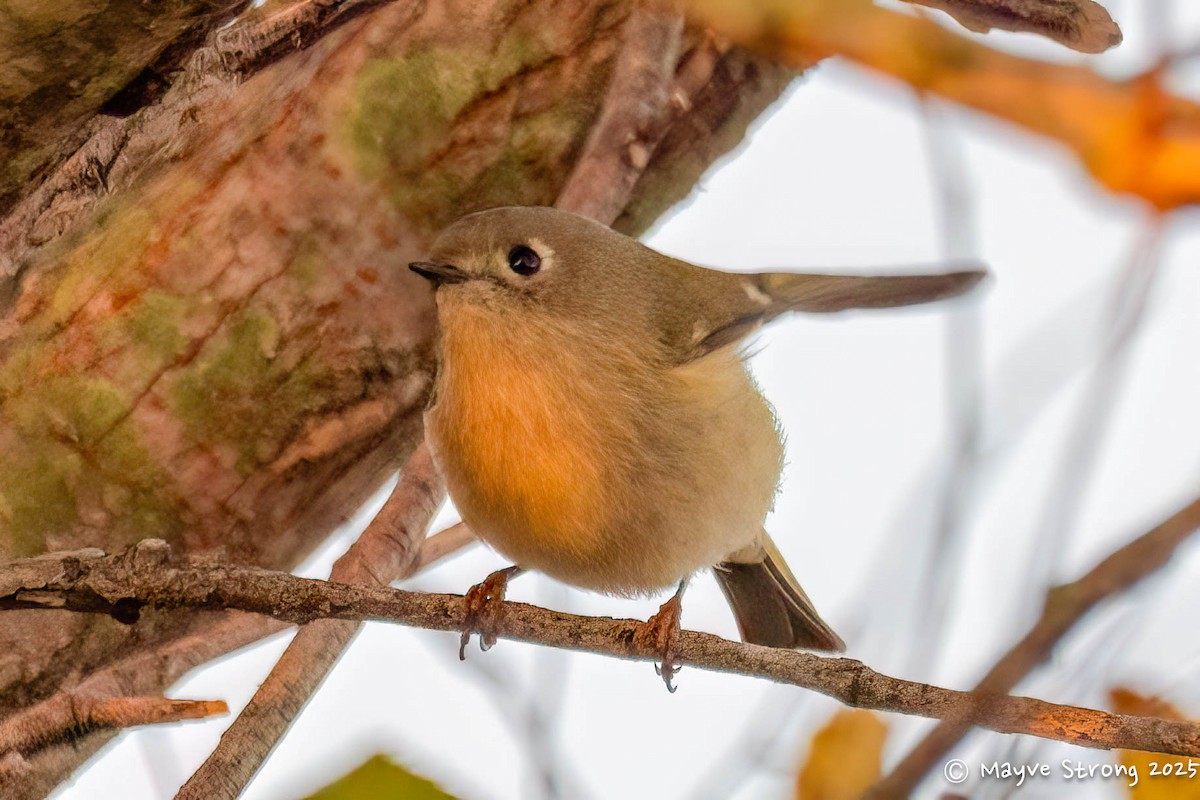 Ruby-crowned Kinglet - ML645298814