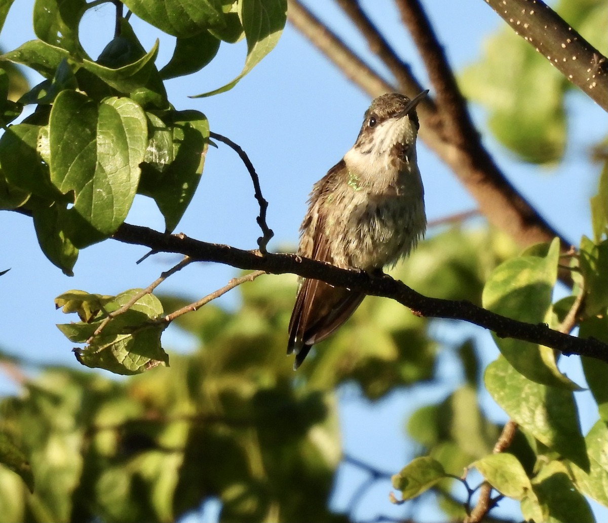 Ruby-throated Hummingbird - ML645298816