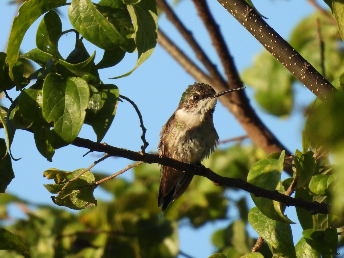 Ruby-throated Hummingbird - ML645298817