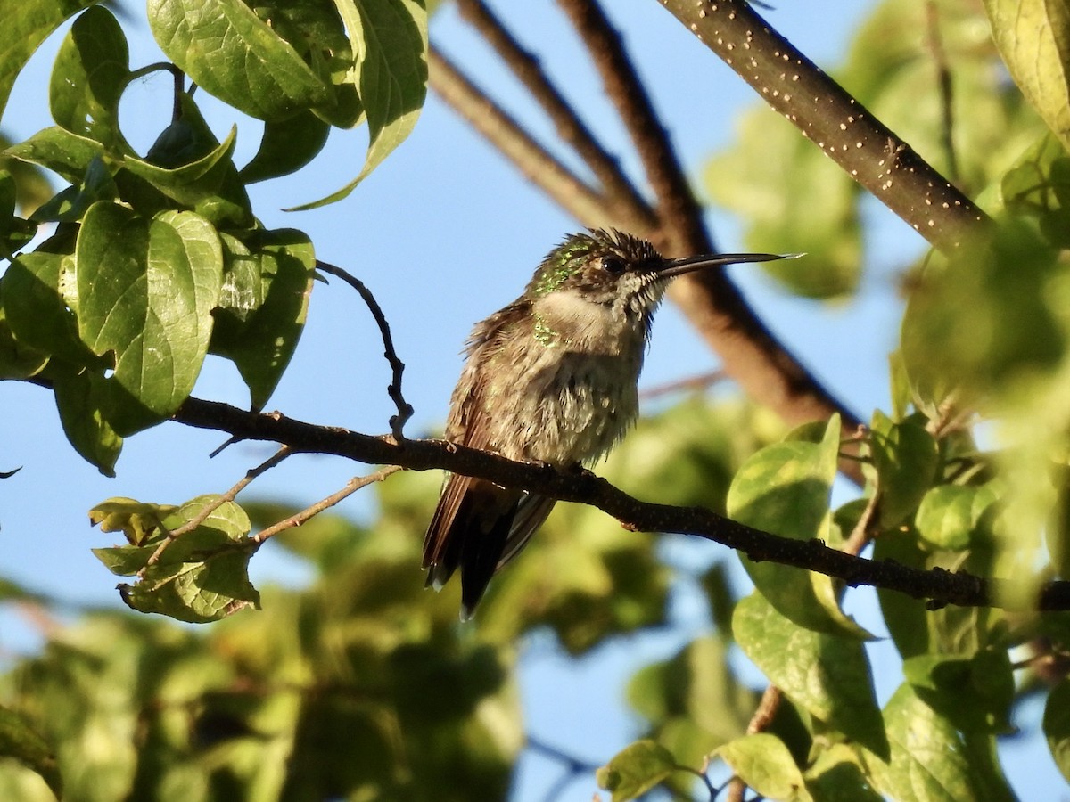 Ruby-throated Hummingbird - ML645298818