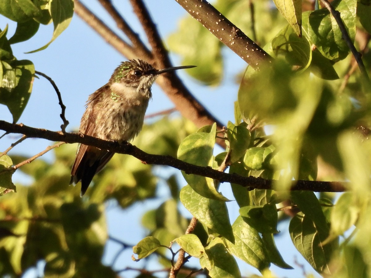 Ruby-throated Hummingbird - ML645298819
