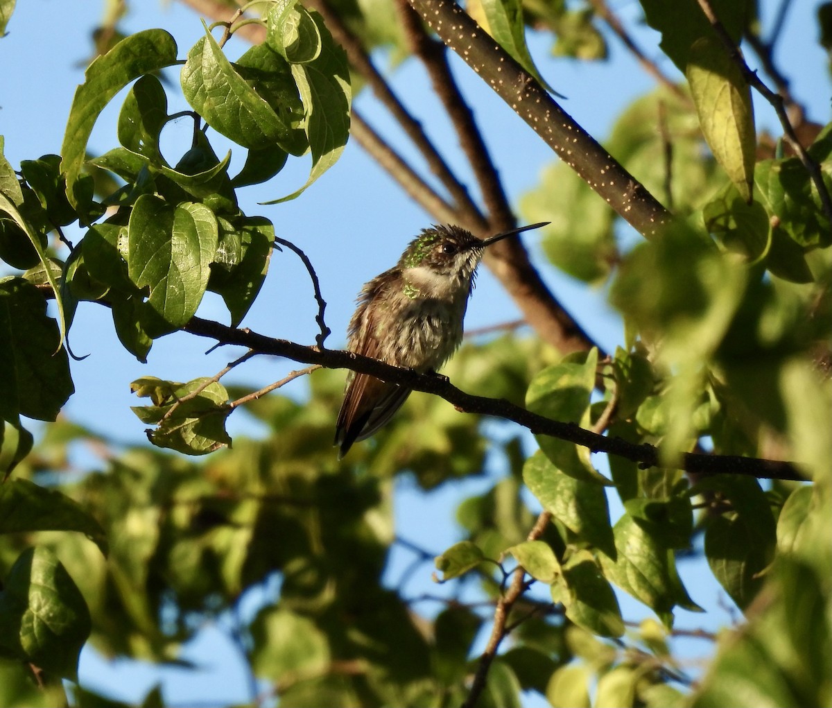 Ruby-throated Hummingbird - ML645298820