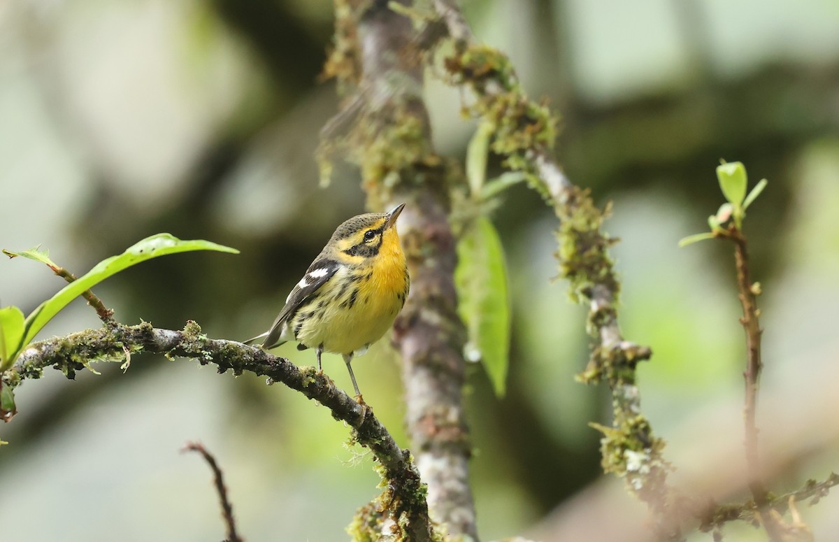 Blackburnian Warbler - ML645298821