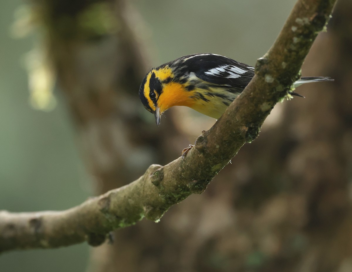 Blackburnian Warbler - ML645298822