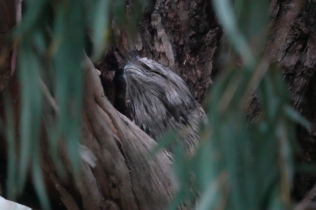 Tawny Frogmouth - ML645298832