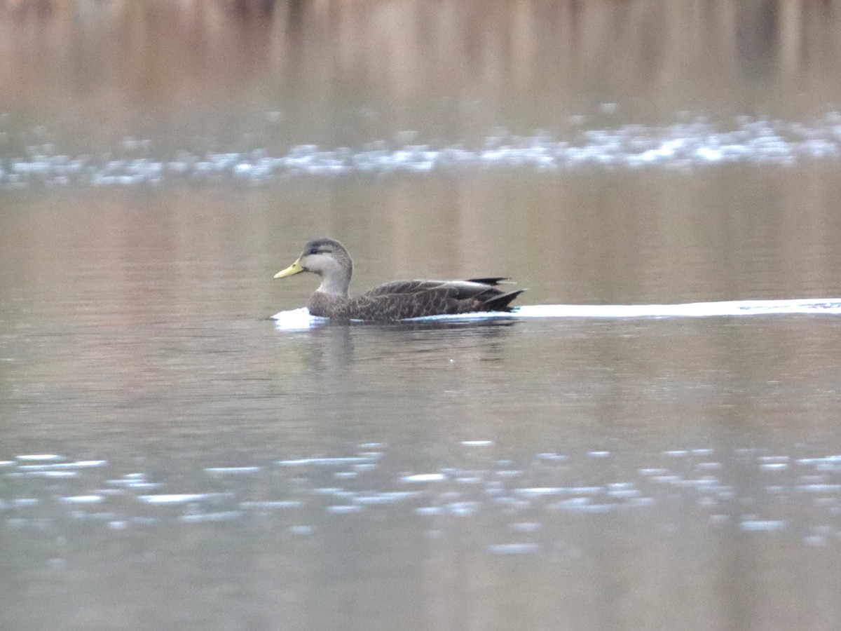 Ahate iluna - ML645298833