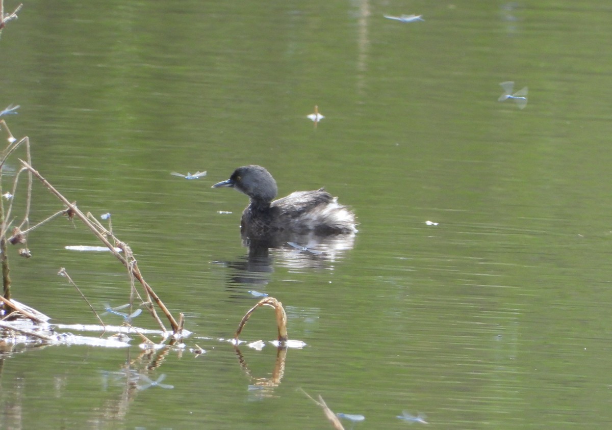 Least Grebe - ML645298839
