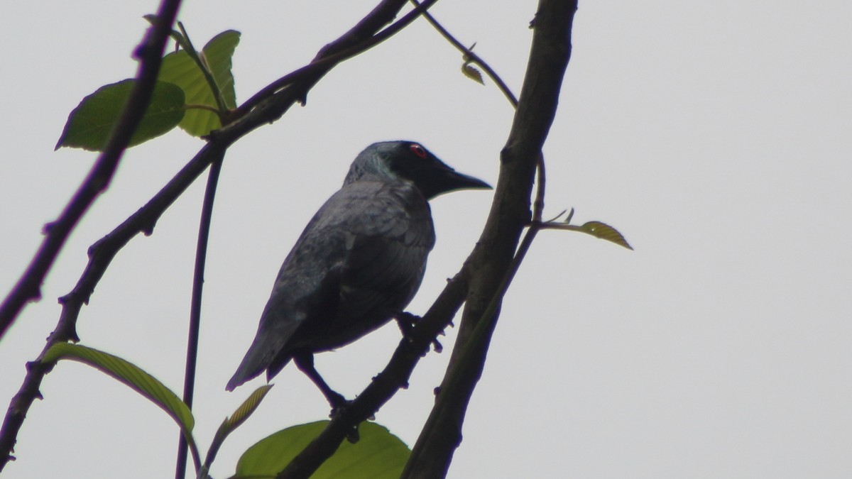 Красноглазый скворец - ML645298840