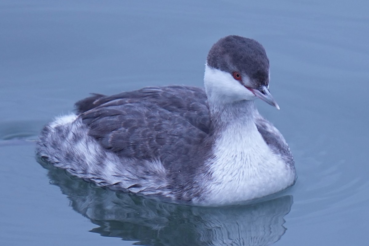 Horned Grebe - ML645298846