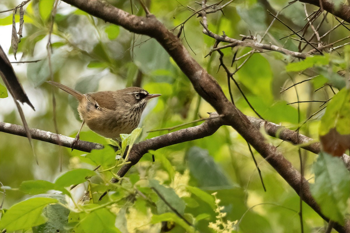 Spotted Scrubwren - ML645298851
