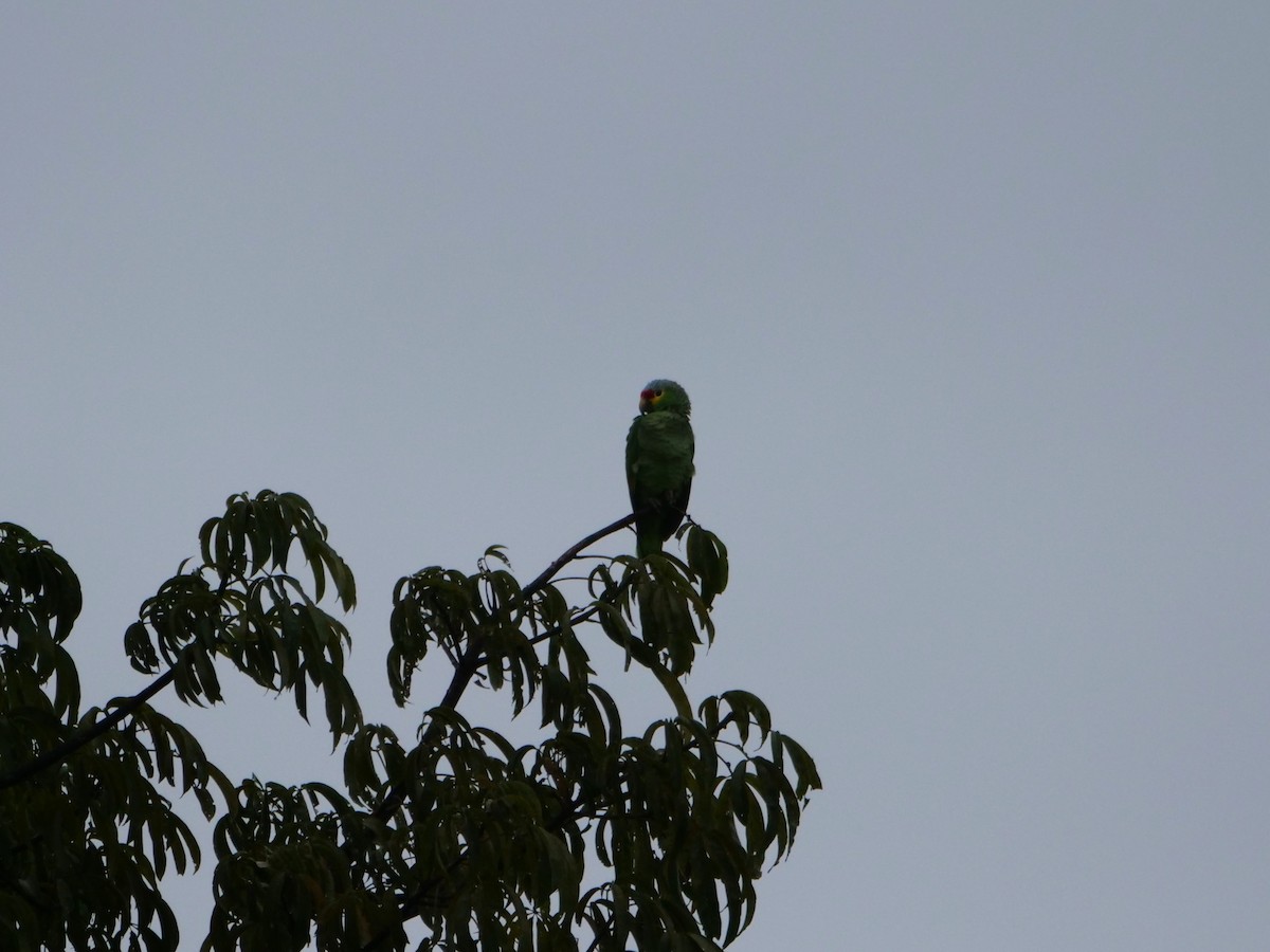 Red-lored Amazon - ML645298852