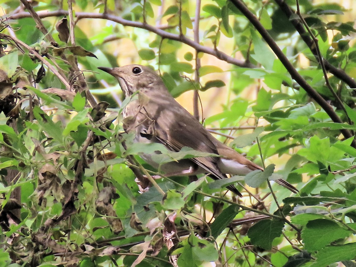 Grive solitaire - ML645298854