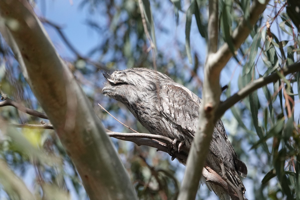Tawny Frogmouth - ML645298855
