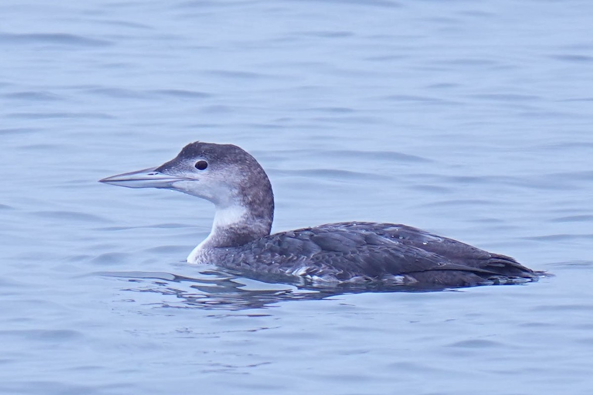 Common Loon - ML645298856