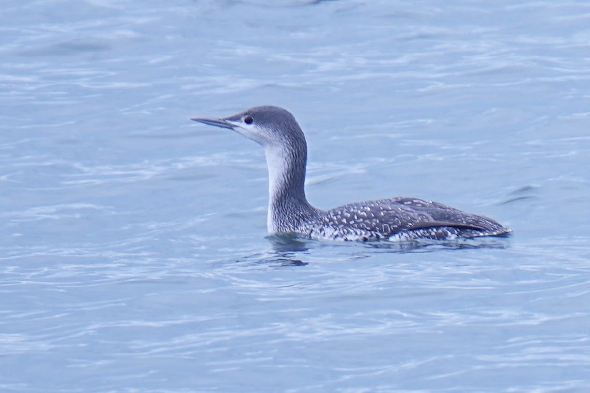 צוללן אדום-גרון - ML645298872