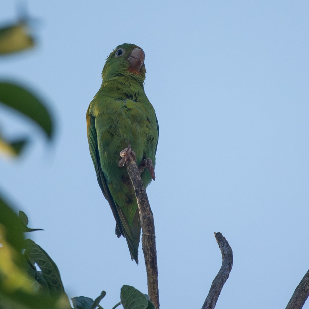 Оранжевогорлая катита - ML645298879