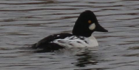 Common Goldeneye - ML645298885