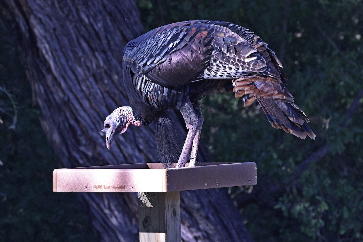 krocan divoký - ML645298893