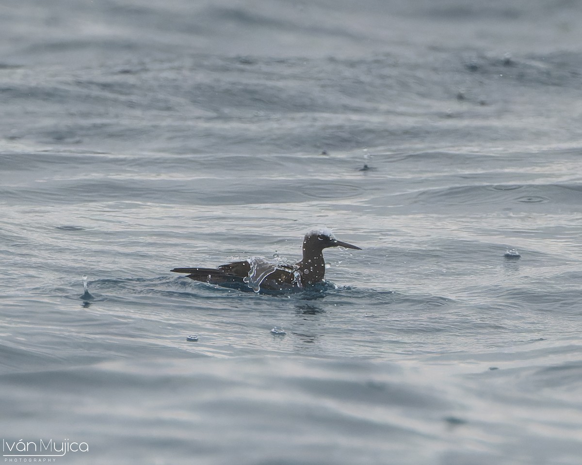 Black Noddy - ML645298922