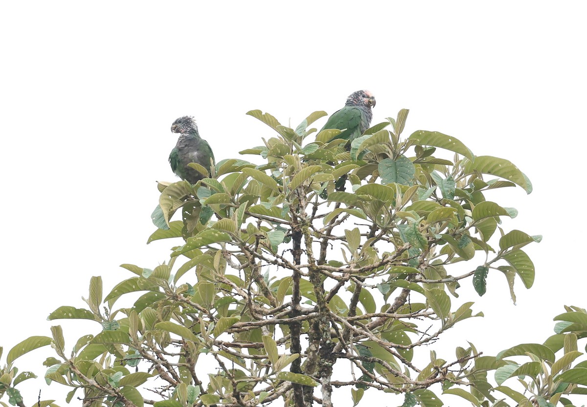 Beyaz Benekli Papağan - ML645298934