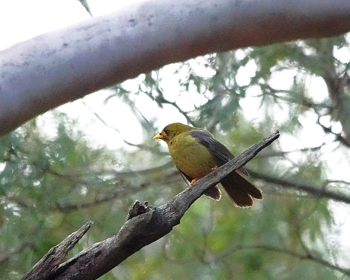 Glockenhonigfresser - ML645298948