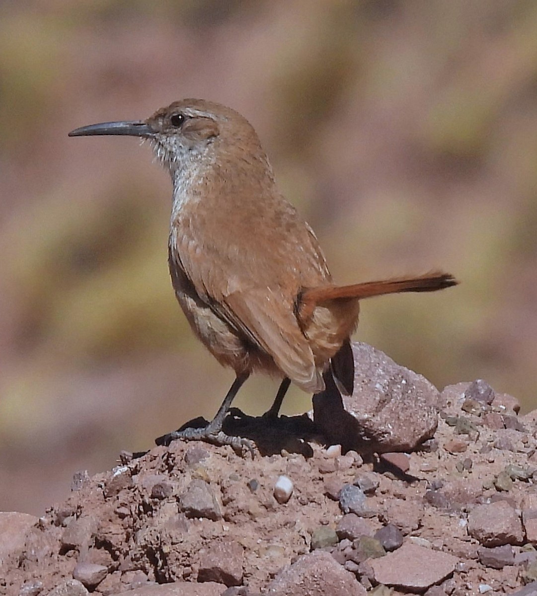 Straight-billed Earthcreeper - ML645298957