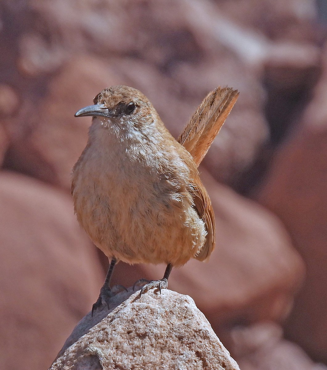 Straight-billed Earthcreeper - ML645298958