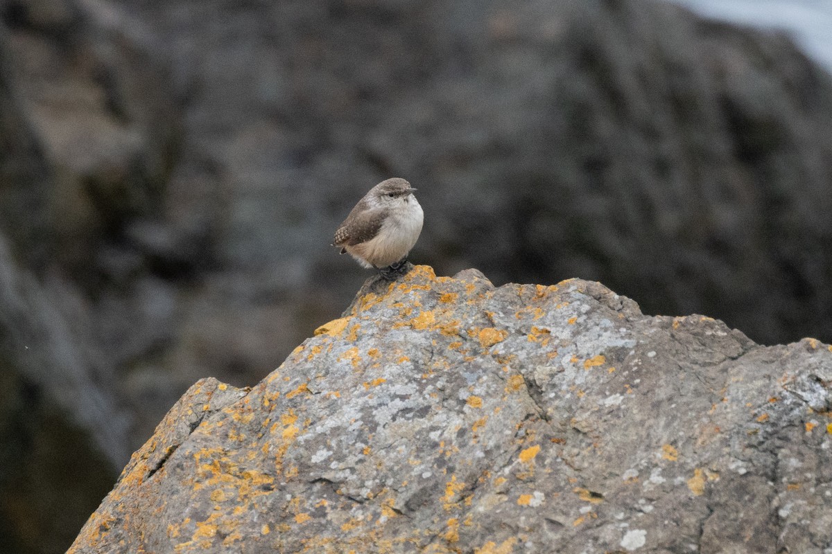 Rock Wren - ML645298960