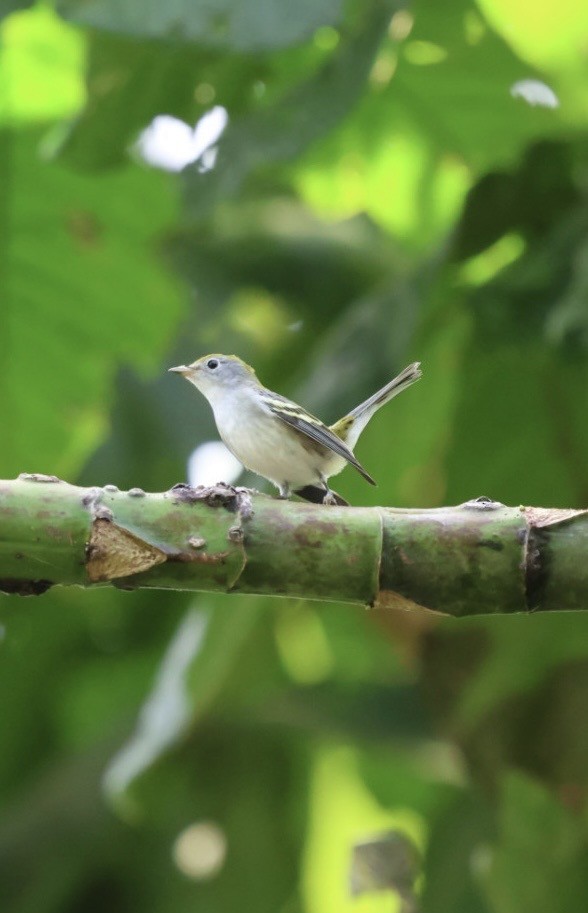 Chestnut-sided Warbler - ML645298961