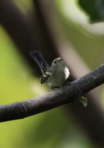 Chestnut-sided Warbler - ML645298962