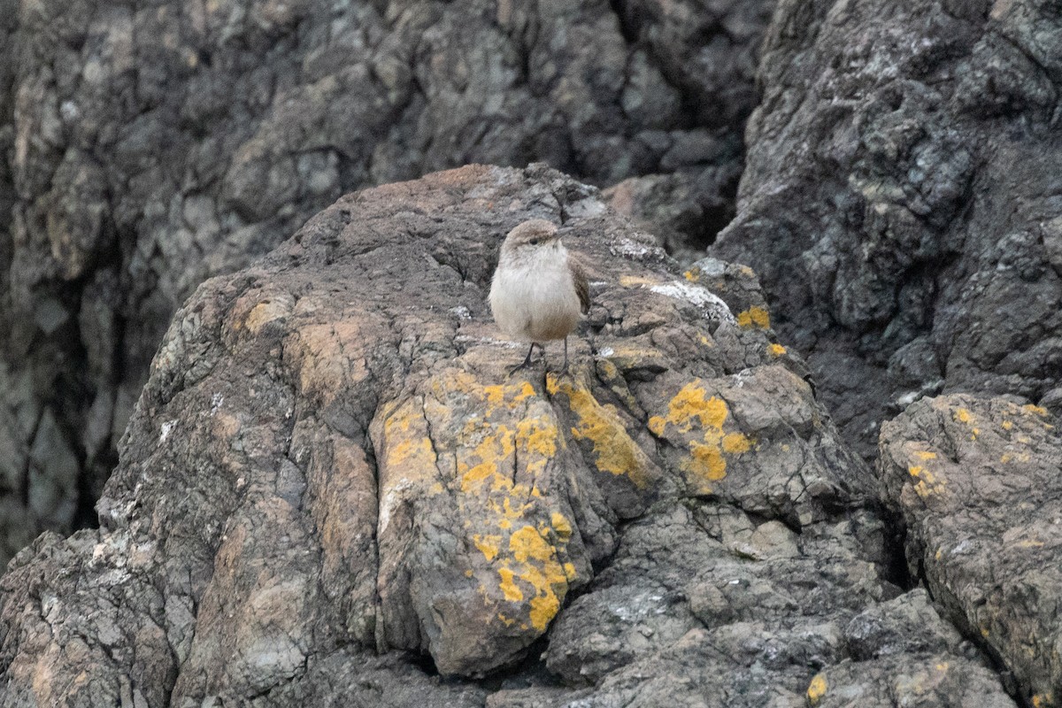 Rock Wren - ML645298963