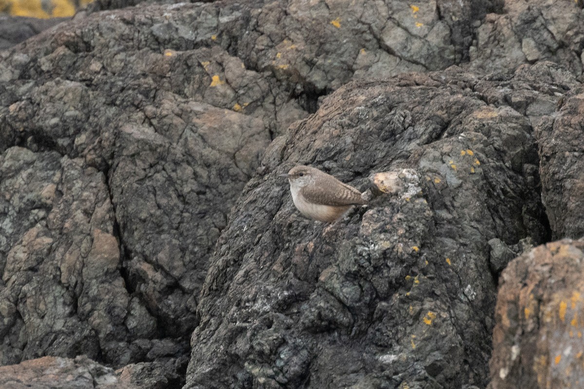 Rock Wren - ML645298964