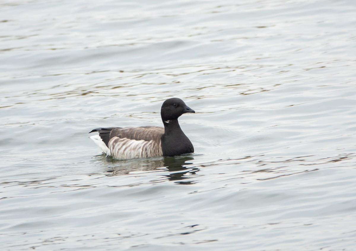 Brant - ML645298965