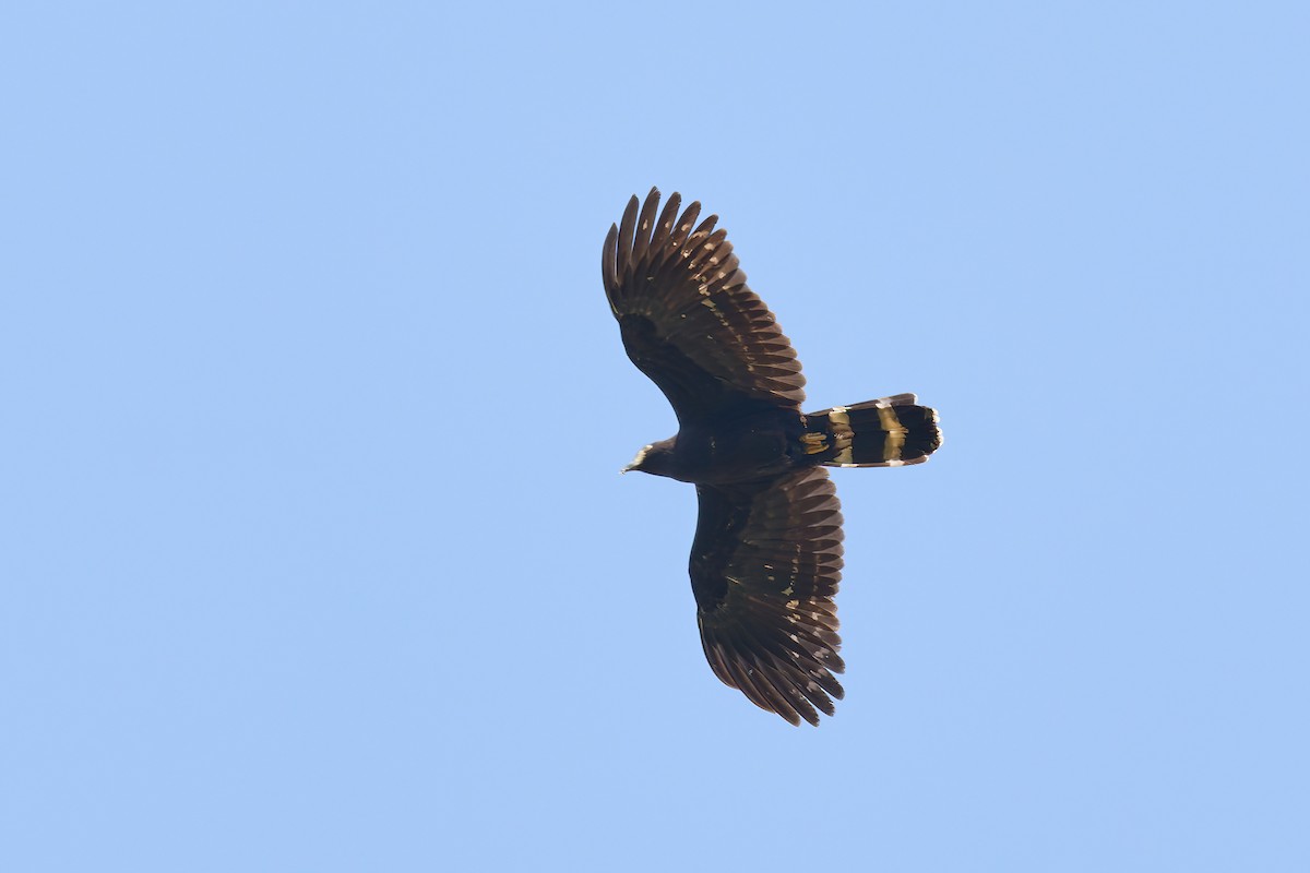 Hook-billed Kite (Hook-billed) - ML645298966