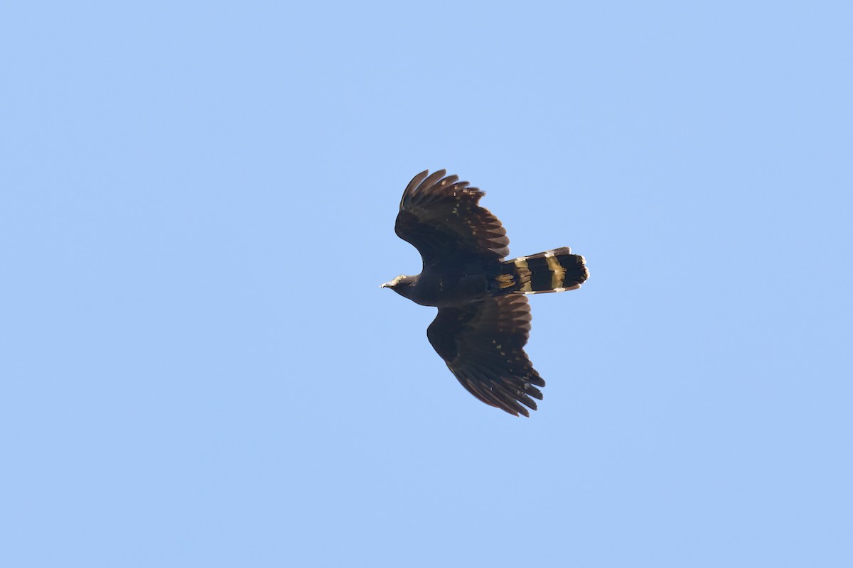 Hook-billed Kite (Hook-billed) - ML645298972