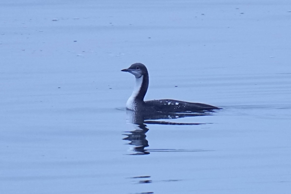 Pacific Loon - ML645298977