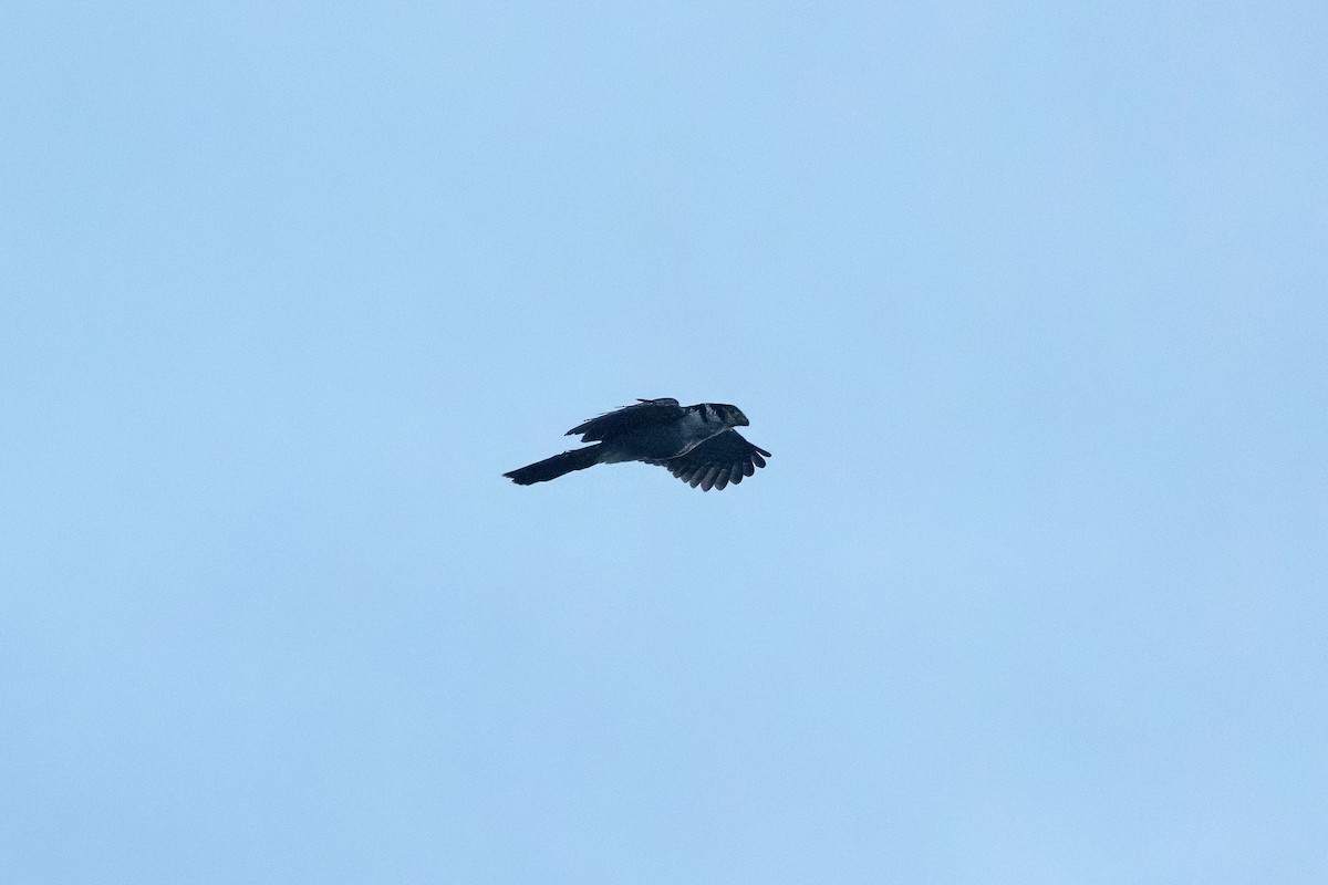 Collared Forest-Falcon - ML645298980