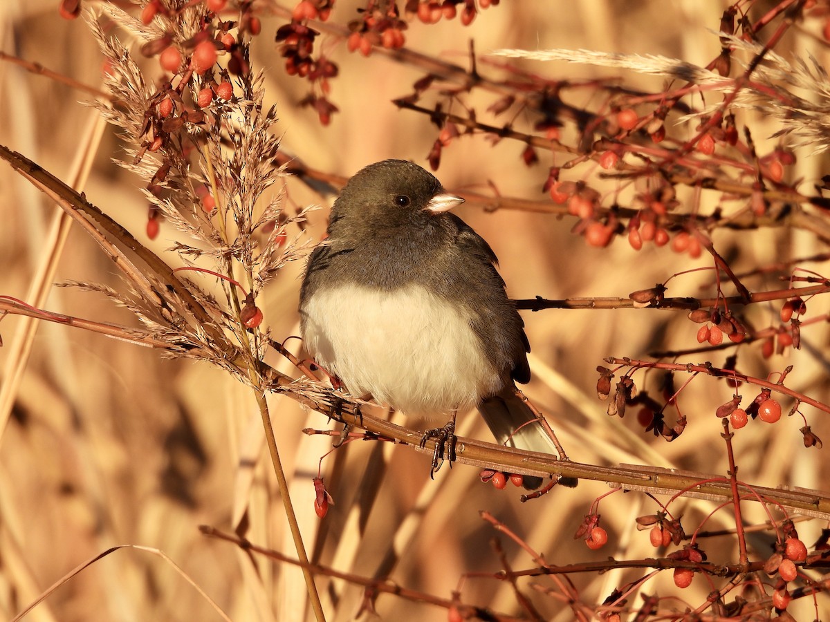 Dark-eyed Junco - ML645298981
