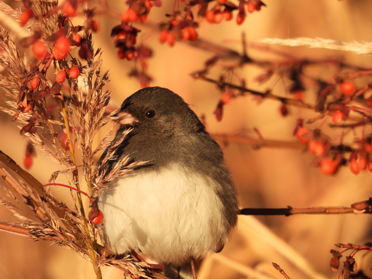 Dark-eyed Junco - ML645298982